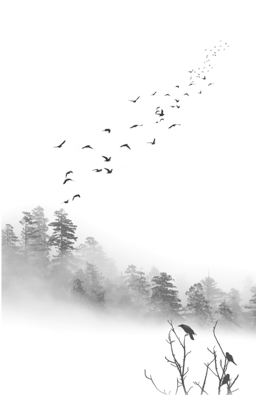 Birds-in-the-Mist