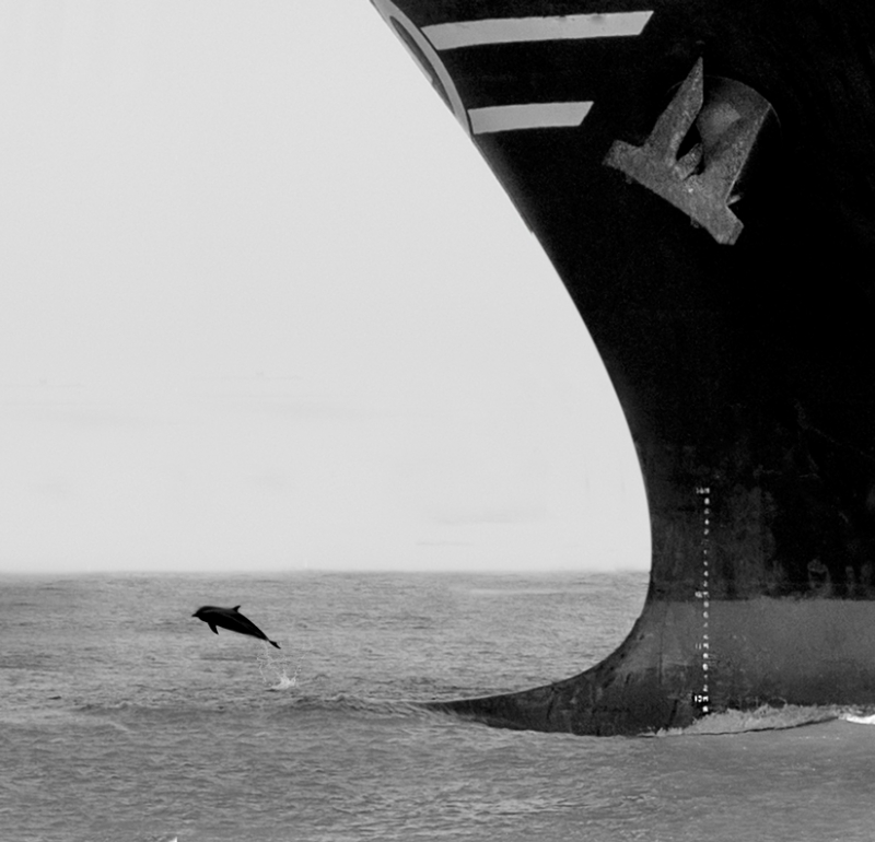 Dolphin-and-Ship