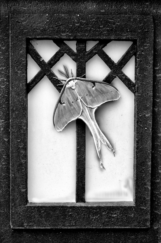 Luna-Moth-B&W