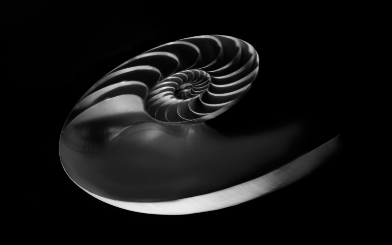 Nautilus-22-Angle-Black-and-White