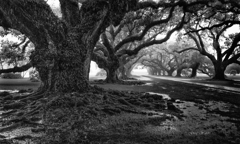 Oak Alley-341 BW