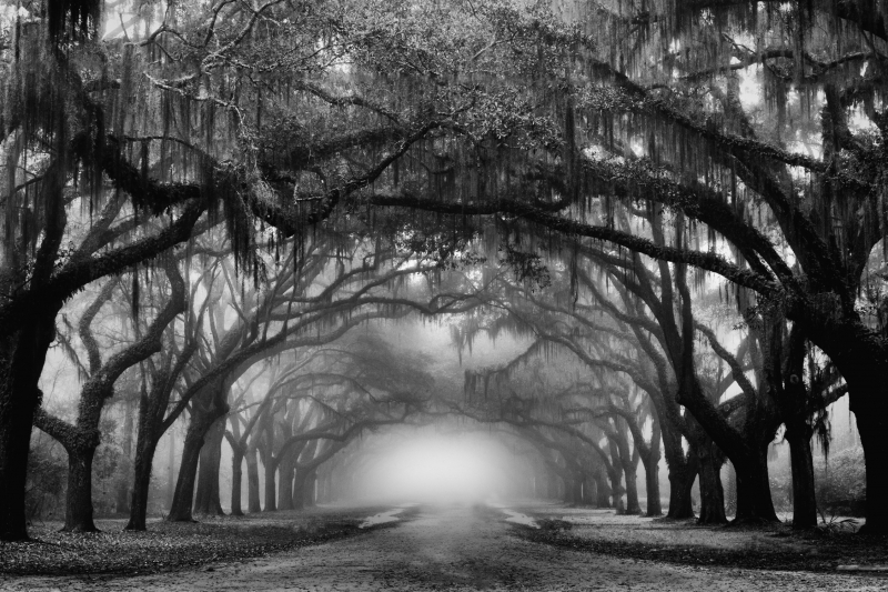 Wormsloe-BW
