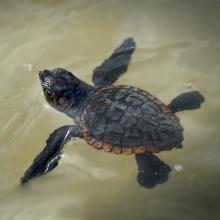 Baby-Sea-Turtle-2