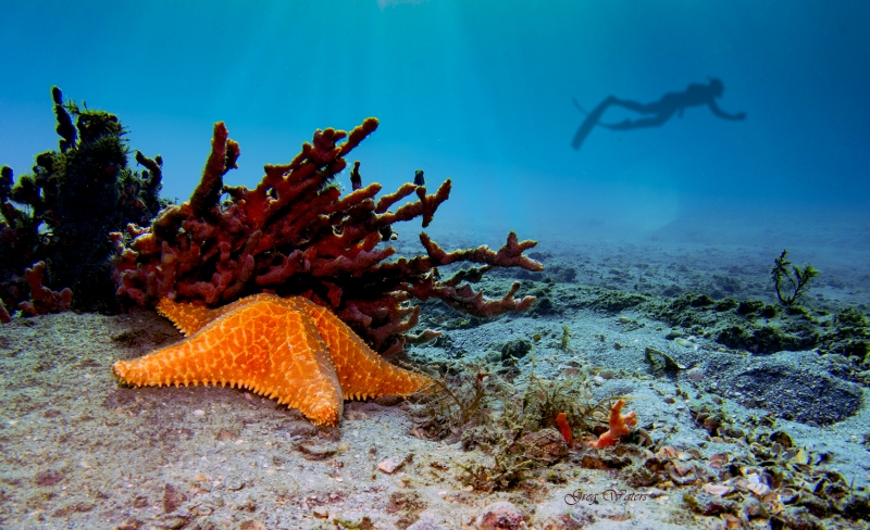 Blue Heron Bridge-120