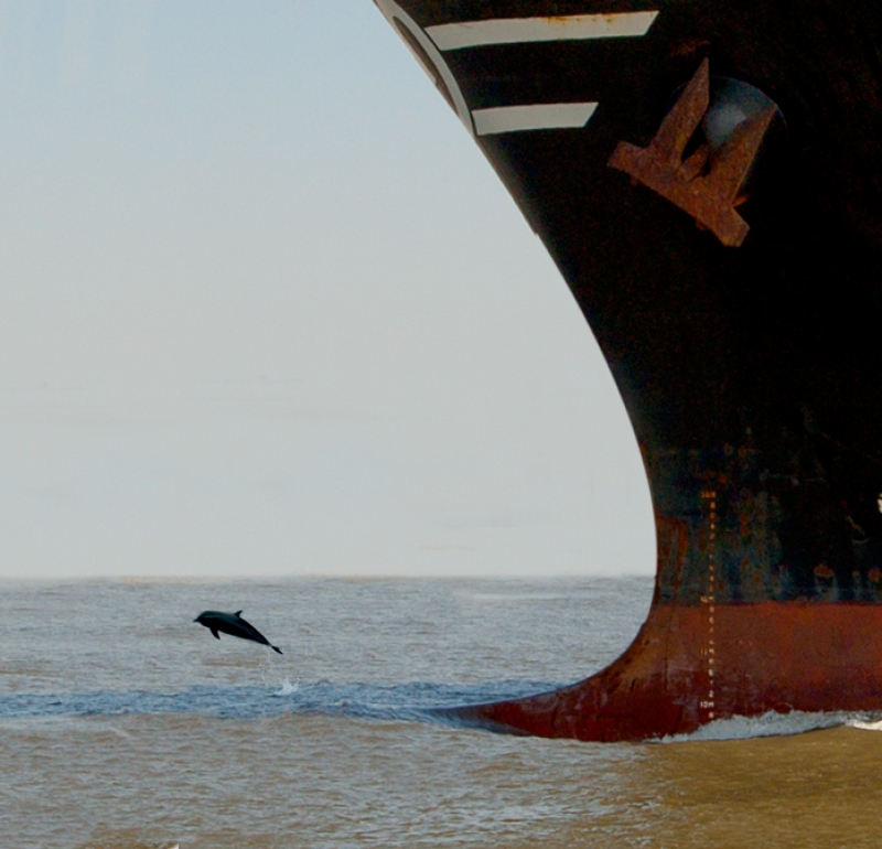 Dolphin-and-Ship-Color