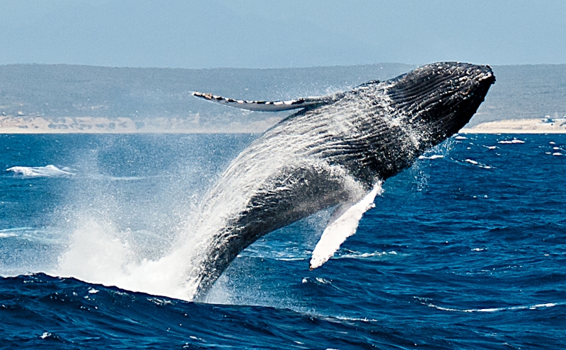 Humpback