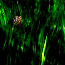 Ichetucknee-Turtle-32