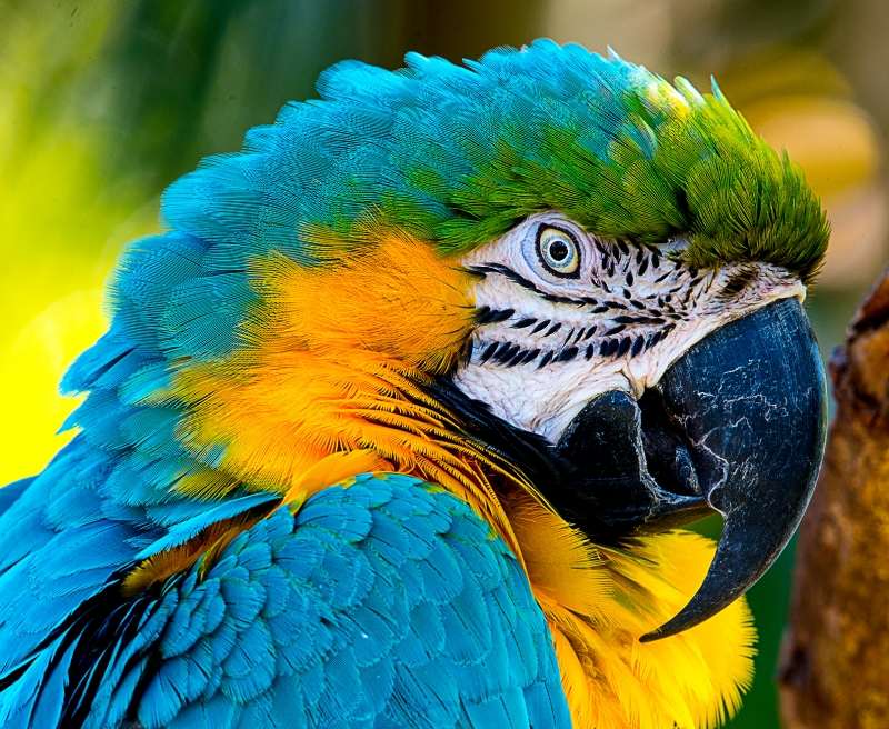 Macaw