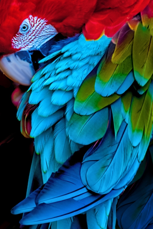 Parrot-Brazil