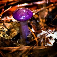Purple-Mushroom-1-WGV-Swamp-34
