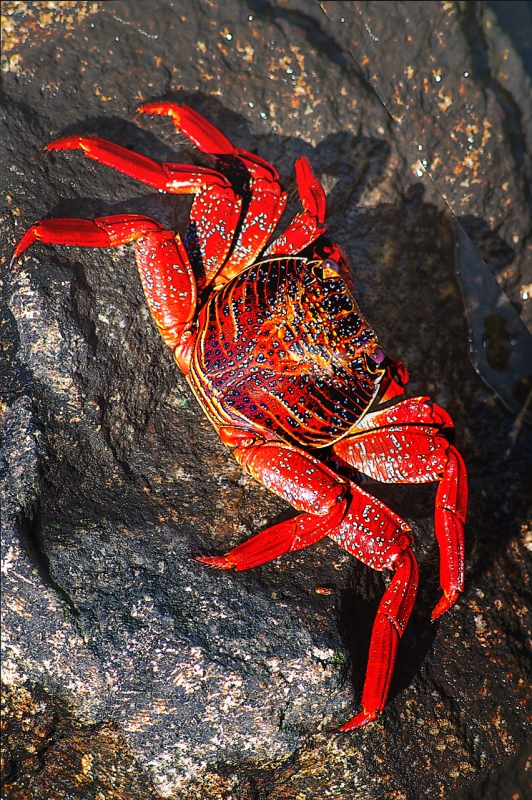 Sally-Lightfoot-Crab