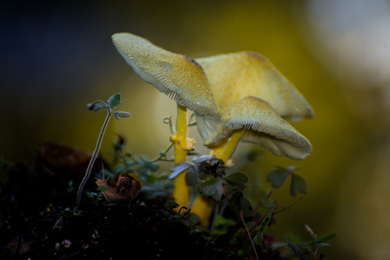 Snail-and-Shrooms