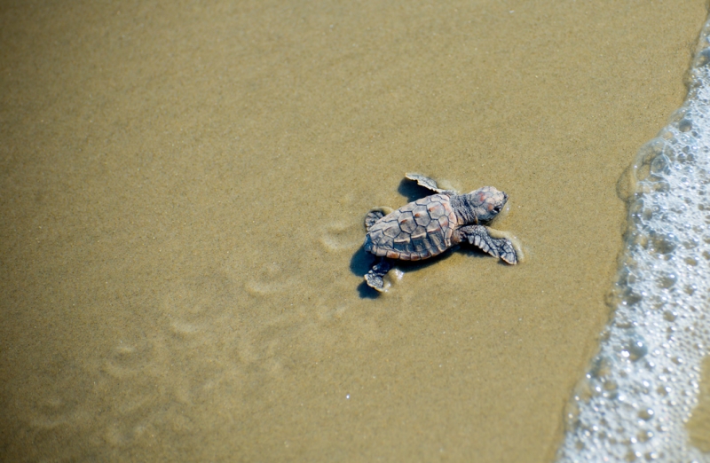 St-Catherines-Island-132