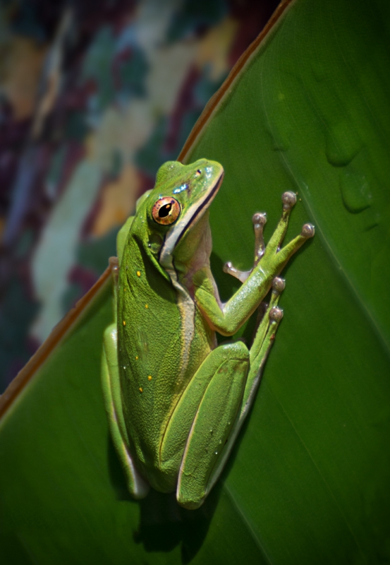 Treefrog-8