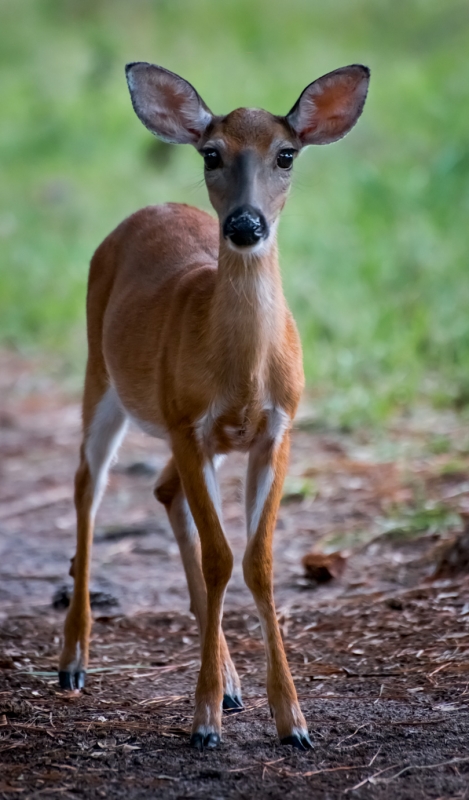 Young-Deer-St-Catherines-221