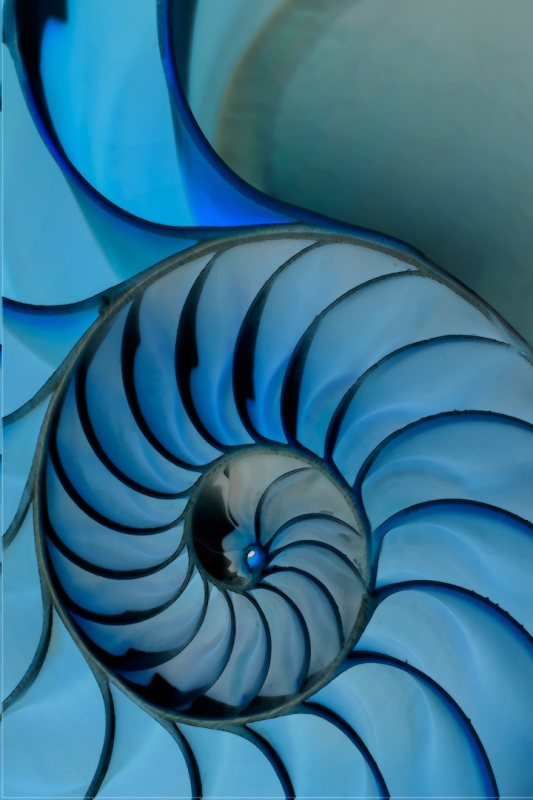Nautilus-Vertical-Blue