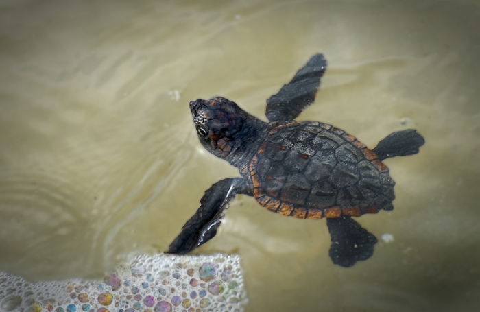 Baby-Loggerhead-Sea-Turtle